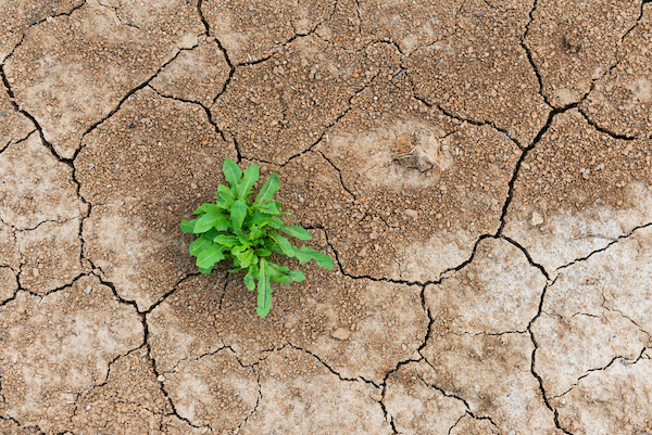 photo de plante sur sol craquelé pour illustrer les achats durables